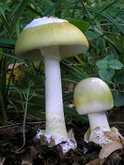 muchotrávka zelená Amanita phalloides (Vaill. ex Fr.) Link