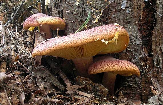 čírovec červenožltý Tricholomopsis rutilans (Schaeff.) Singer