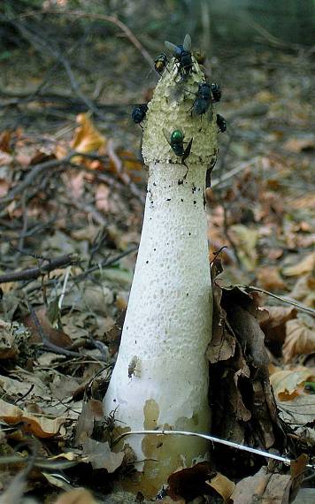 hadovka smradľavá Phallus impudicus L.