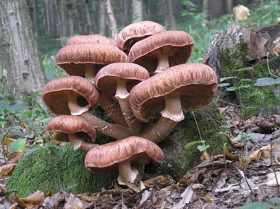 podpňovka Armillaria sp.