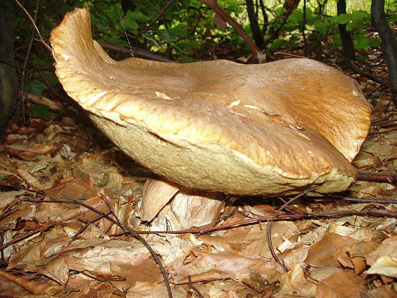 dubak Boletus sp.