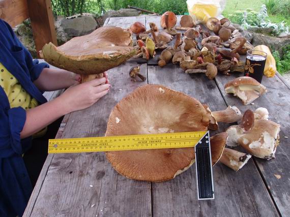 dubak Boletus sp.