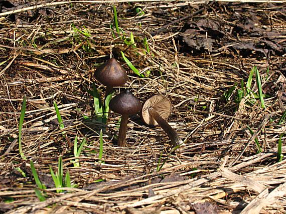 hodvábnica včasná Entoloma vernum S. Lundell