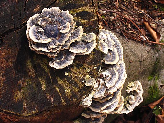 trúdnikovec pestrý Trametes versicolor (L.) Lloyd