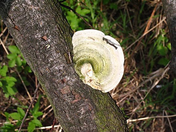 trúdnikovec chlpatý Trametes hirsuta (Wulfen) Lloyd