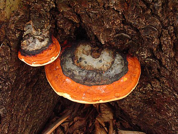 práchnovček pásikavý Fomitopsis pinicola (Sw.) P. Karst.