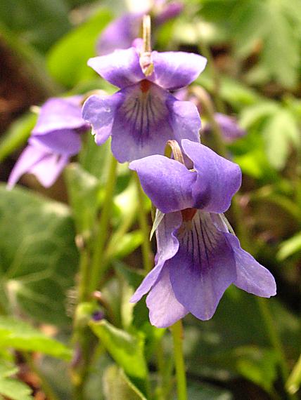 fialka lesná Viola reichenbachiana Jord. ex Boreau