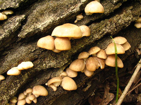 hliva Pleurotus sp.