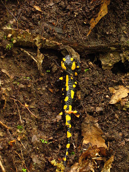 salamandra škvrnitá