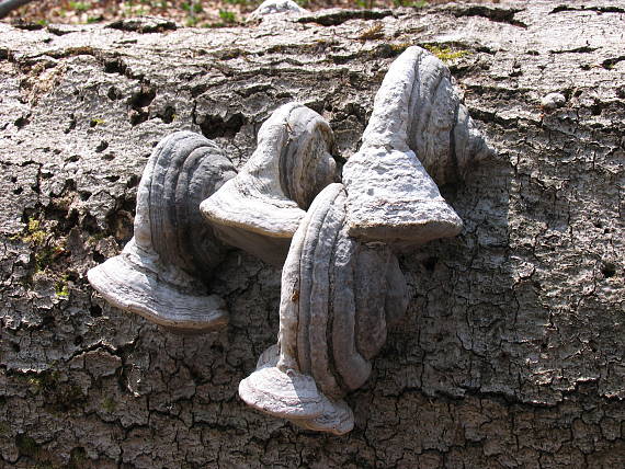 práchnovec kopytovitý Fomes fomentarius (L.) J.J. Kickx