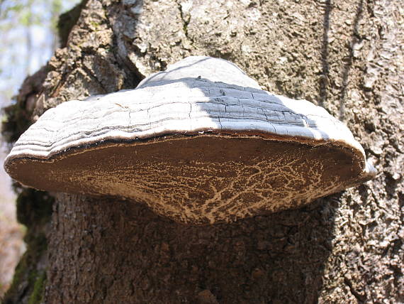 práchnovec kopytovitý Fomes fomentarius (L.) J.J. Kickx