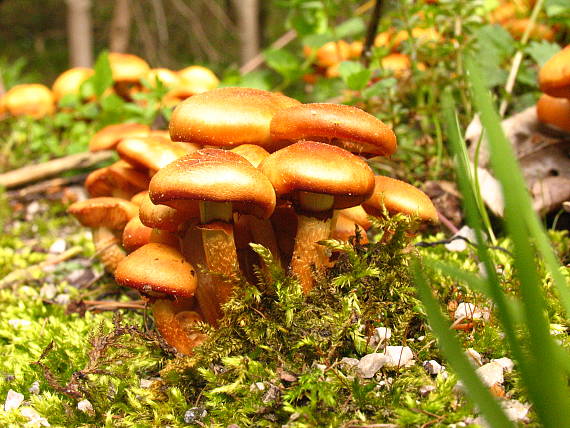 šupinačka menlivá Kuehneromyces mutabilis (Schaeff.) Singer & A.H. Sm.