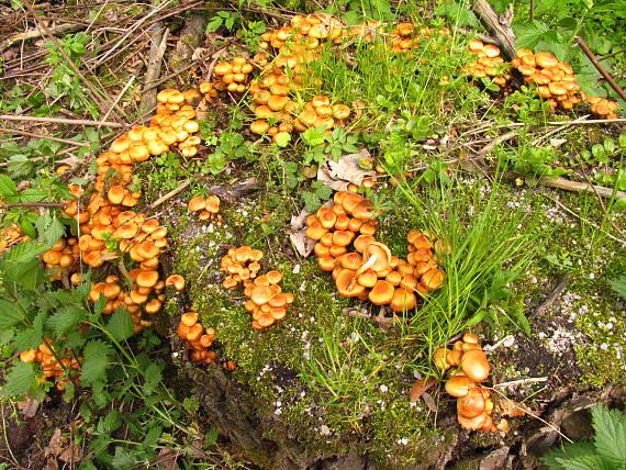 šupinačka menlivá Kuehneromyces mutabilis (Schaeff.) Singer & A.H. Sm.