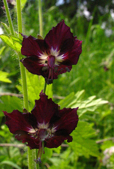 pakost hnedočervený Geranium phaeum L.