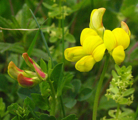 ľadenec rožkatý Lotus corniculatus L.