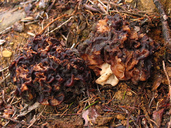 ušiak obyčajný Gyromitra esculenta (Pers.) Fr.