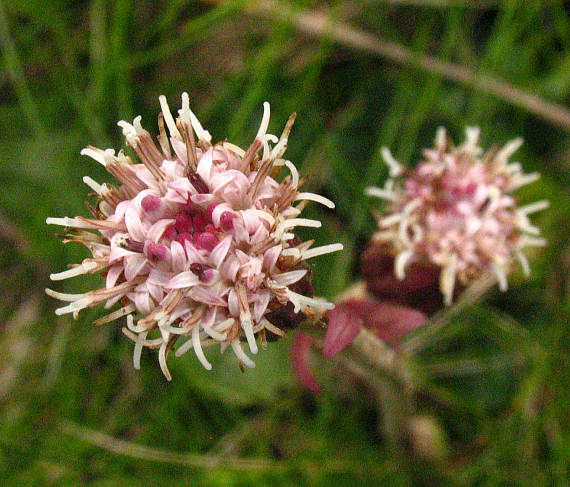 podbelica alpská Homogyne alpina (L.) Cass.