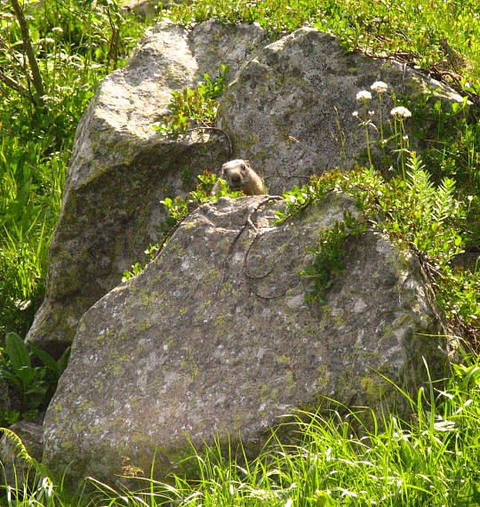 svišť vrchovský Marmota Marmota