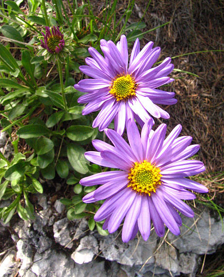 astra alpínska Aster alpinus L.