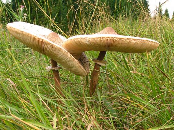 bedľa vysoká Macrolepiota procera (Scop. ex Fr.) Sing.