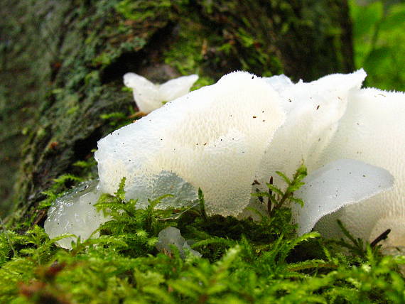 pajelenka želatinová Pseudohydnum gelatinosum (Scop.) P. Karst.