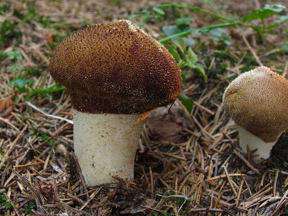 prášnica bradavičnatá Lycoperdon perlatum Pers.