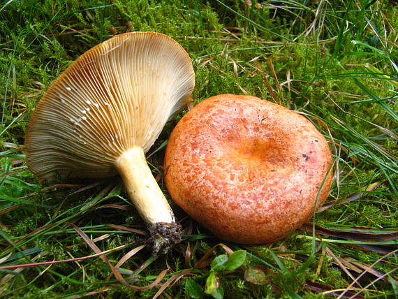 rýdzik Lactarius sp.