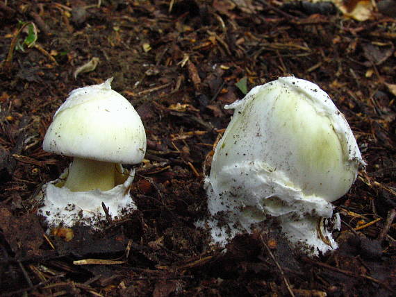 muchotrávka zelená Amanita phalloides (Fr.) Link