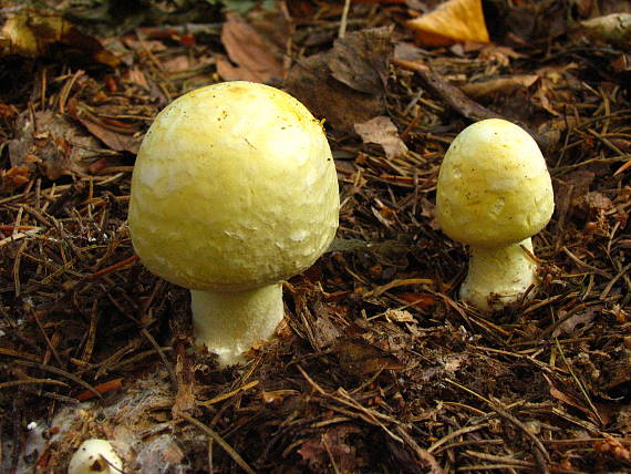 pečiarka hájová Agaricus sylvicola (Vittad.) Peck