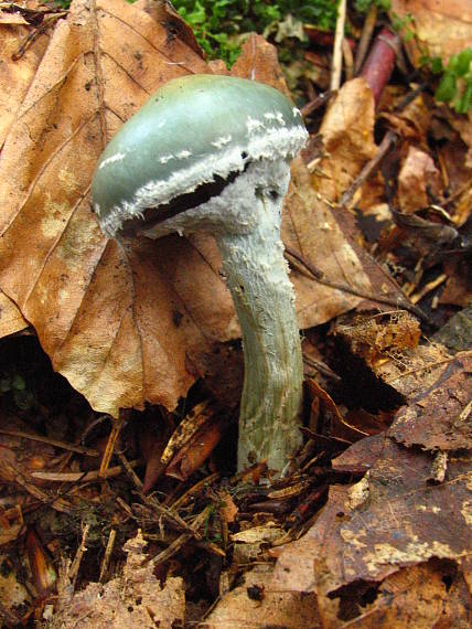 golierovka zelenkastá. Stropharia aeruginosa (Curt. ex Fr.) Quel.