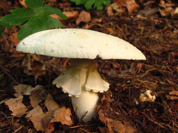 pečiarka hájová Agaricus sylvicola (Vittad.) Peck