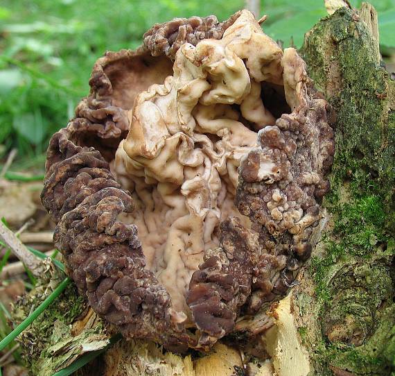 ušiak obyčajný Gyromitra esculenta (Pers.) Fr.