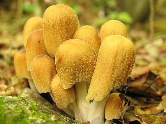 hnojník Coprinus sp.