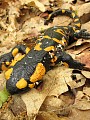 salamandra škvrnitá