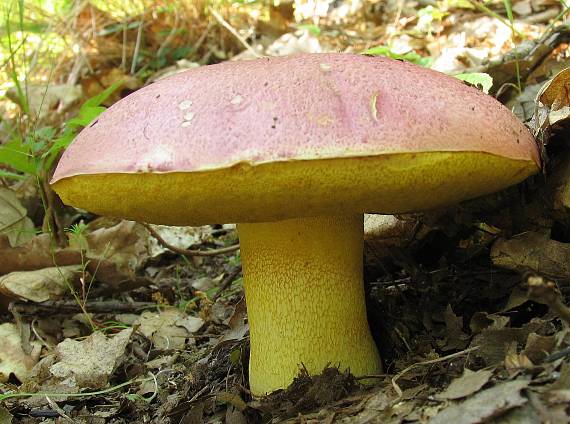 hríb kráľovský Butyriboletus regius (Krombh.) D. Arora & J.L. Frank