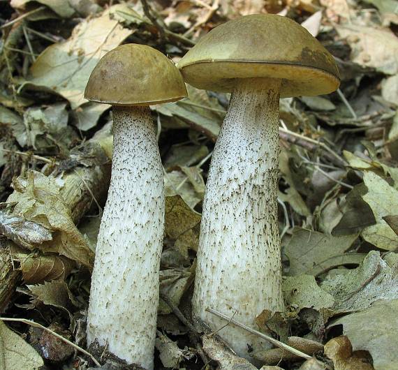 kozák hrabový Leccinum pseudoscabrum (Kallenb.) Šutara