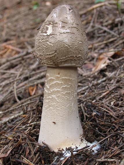 bedľa vysoká. Macrolepiota procera (Scop.) Singer