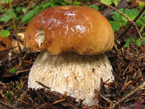 hríb smrekový-zmoknutý. Boletus edulis Bull.