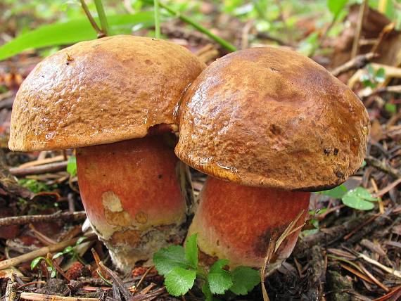 hríb zrnitohlúbikovitý - tiež zmoknutý. Sutorius luridiformis (Rostk.) G. Wu & Zhu L. Yang