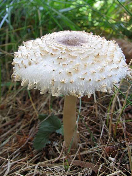 bedľa hustošupinatá. Leucoagaricus nympharum (Kalchbr.) Bon