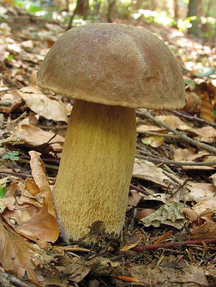 hríb dubový. Boletus reticulatus Schaeff.