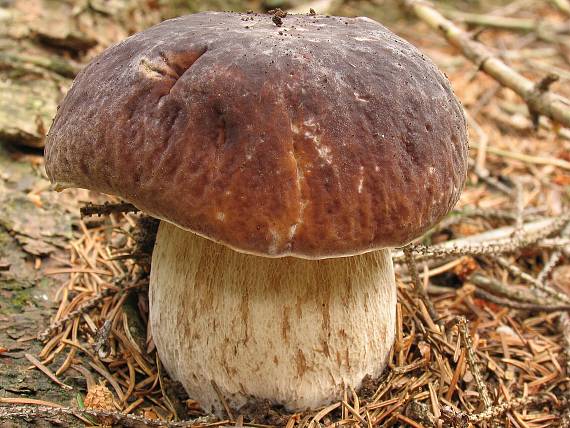 hríb sosnový. Boletus pinophilus Pil. et Dermek in Pil.