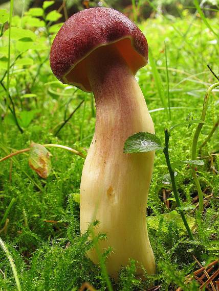 čírovec červenožltý. Tricholomopsis rutilans (Schaeff.) Singer