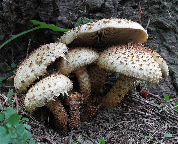 šupinovka šupinatá. Pholiota squarrosa (Vahl) P. Kumm.