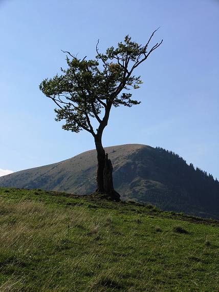 pod Borišovom.