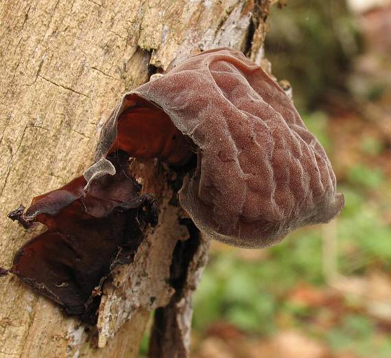 uchovec bazový. Auricularia auricula-judae (Bull.) Quél.