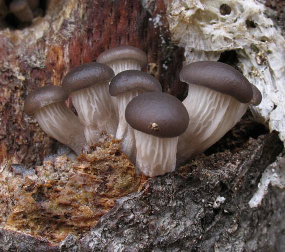 hliva ustricovitá. Pleurotus ostreatus (Jacq.) P. Kumm.