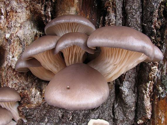 hliva ustricovitá. Pleurotus ostreatus (Jacq.) P. Kumm.