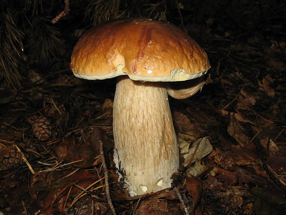 hríb smrekový Boletus edulis Bull.