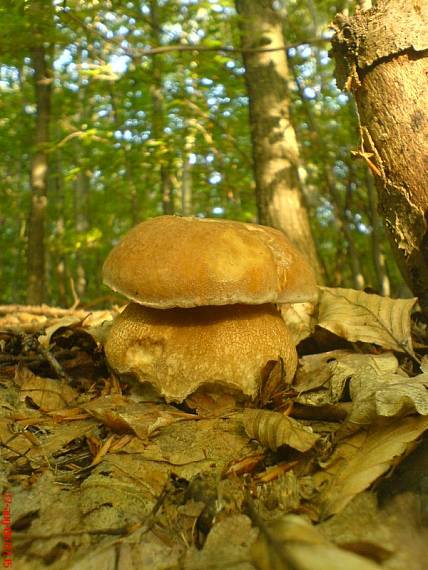 hríb dubový Boletus reticulatus Schaeff.